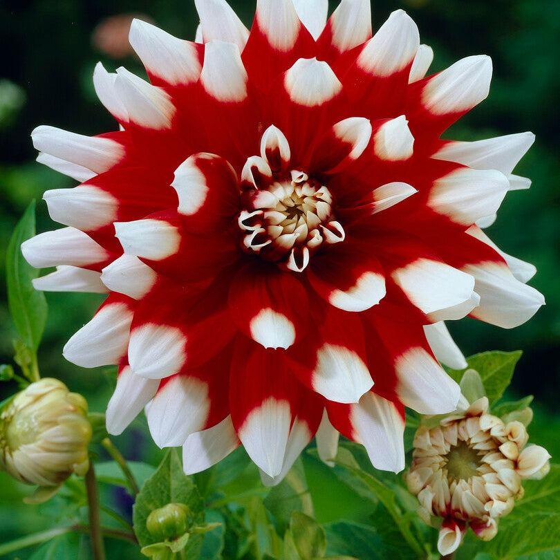 Dahlia Dekorativ Duet 1-pack